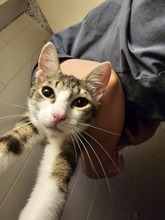 AUTUMN, Katze, Europäisch Kurzhaar in Lampertheim