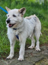 RAYA BE22, Hund, Mischlingshund in Essen