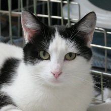 ARTEMIS, Katze, Hauskatze in Rumänien