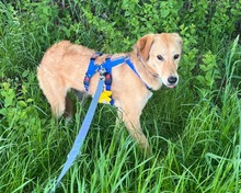 TALIA BE21, Hund, Mischlingshund in Essen