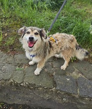 BELLE BE24, Hund, Mischlingshund in Essen
