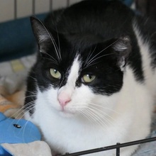APOLLO, Katze, Hauskatze in Rumänien