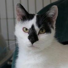 2KATZEA, Katze, Hauskatze in Rumänien