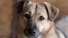 MARA, Hund, Mischlingshund in Bedburg