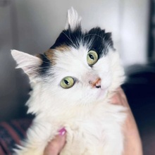 SEVILLA, Katze, Hauskatze in Bulgarien