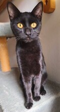 KIKO, Katze, Europäisch Kurzhaar in Berlin