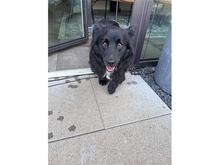 CUPY, Hund, Mischlingshund in Sengenthal