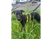 SIGRID, Hund, Mischlingshund in Püttlingen