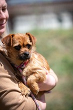OYA, Hund, Terrier-Chihuahua-Mix in Ungarn