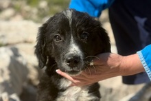 ARTI, Hund, Mischlingshund in Bosnien und Herzegowina