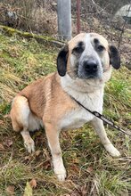 TINA, Hund, Mischlingshund in Kroatien