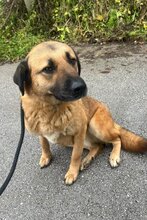 BUDDY, Hund, Mischlingshund in Kroatien