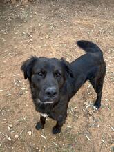 COOPER, Hund, Mischlingshund in Spanien
