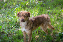 CHIPNR256454, Hund, Mischlingshund in Kroatien
