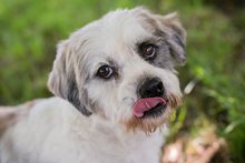 MILOU, Hund, Mischlingshund in Kroatien
