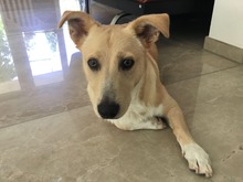 LASSE, Hund, Mischlingshund in München