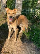 KENT, Hund, Mischlingshund in Russische Föderation