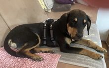 RAFI, Hund, Mischlingshund in München