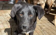 JULIET, Hund, Hütehund-Mix in Feldkirchen-Westerham