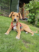 BRUNO, Hund, Mischlingshund in Rheinbreitbach