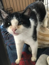 ADONIS, Katze, Europäisch Kurzhaar Mix in Hannover