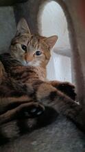 MYKONOS, Katze, Europäisch Kurzhaar Mix in Gelsenkirchen