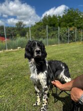 GIOLLI, Hund, English Setter in Italien