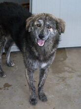 ORSO, Hund, Mischlingshund in Niddatal