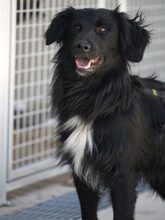 SONIC, Hund, Mischlingshund in Niddatal