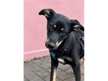 MIRAL, Hund, Mischlingshund in Püttlingen