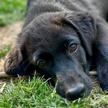 SALOME, Hund, Mischlingshund in Griechenland