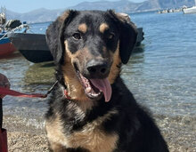 GRANT, Hund, Mischlingshund in Italien