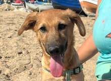 LUCIENNE, Hund, Mischlingshund in Italien
