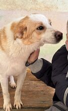 BOOMER, Hund, Mischlingshund in Heroldsberg