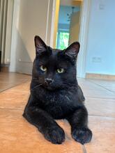 JONI, Katze, Europäisch Kurzhaar in Wiesbaden