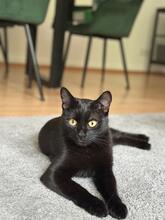 MANNY, Katze, Europäisch Kurzhaar in Wiesbaden