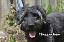 CHAPPUCHINO, Hund, Mischlingshund in Donzdorf