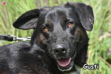 GUSTI, Hund, Mischlingshund in Donzdorf