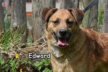 EDWARD, Hund, Mischlingshund in Donzdorf