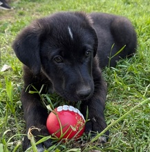 SACO, Hund, Mischlingshund in Griechenland