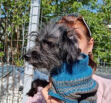 ATHENA, Hund, Mischlingshund in Ilvesheim