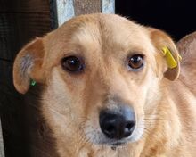 AMY, Hund, Mischlingshund in Rumänien