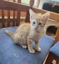 MEISI, Katze, Europäisch Kurzhaar Mix in Bulgarien