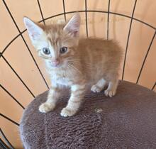 MAKS, Katze, Europäisch Kurzhaar Mix in Bulgarien