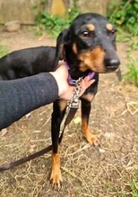 NEVE, Hund, Segugio Maremmano-Mix in Italien