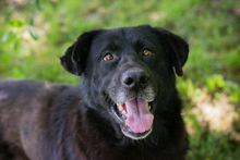 BALDWIN, Hund, Mischlingshund in Kroatien