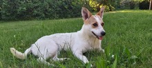 ROXY, Hund, Mischlingshund in Kalchreuth