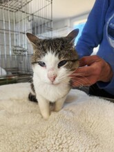 LOUNIS, Katze, Europäisch Kurzhaar in Zwönitz