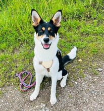 SIMONA, Hund, Mischlingshund in Kiel