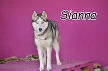 SIANNA, Hund, Siberian Husky in Spanien